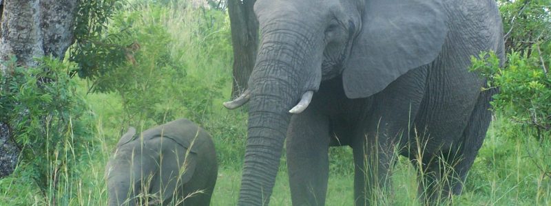 elephant cow with calf