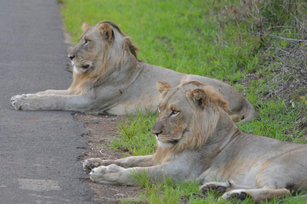 durban safari tour