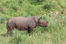 A white Rhino bull with its horns removed for its own protection